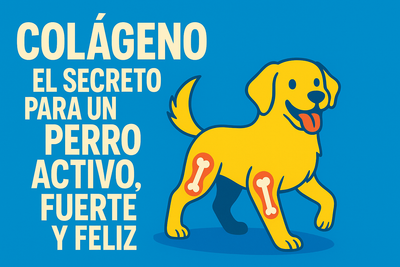 Colágeno: el secreto para un perro activo, fuerte y feliz.